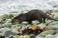 Otter (Lutra lutra), Heogland - geograph.org.uk - 3747456.jpg