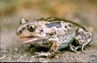 Pelobates fuscus insubricus01.jpg