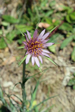 Purple Salsify - Stierch.jpg