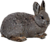 Pygmy rabbit (22694681746) transparent.png