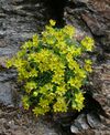 Saxifraga aizoides 010907.jpg