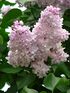 Syringa 'Polina Osipenko' 01.JPG