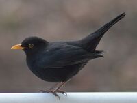 Turdus merula Amsel 01 ms.jpg
