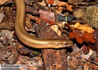Anguis colchica.jpg