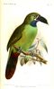 AulacorhamphusCyanolaemusKeulemans.jpg