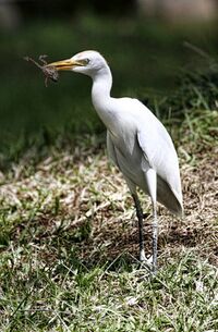 Bubulcus ibis -Gambia -frog in beak-8.jpg