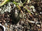 Carabus mіchaіlovі.jpg