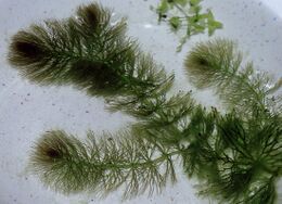 CeratophyllumSubmersum.jpg