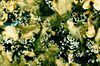 Cetrelia cetrarioides.jpg
