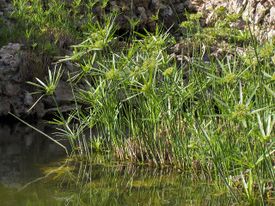 Cyperus.papyrus(01).jpg
