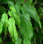 Epimedium pubescens 2.jpg