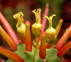 Euphorbia enopla6 ies.jpg