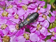 Forficulidae - Anechura bipunctata (immature).JPG