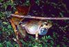 Gephyromantis leucocephalus.jpg