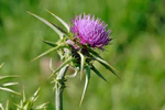 Milk thistle flowerhead.jpg