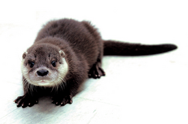 Otter.png