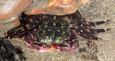 Pachygrapsus crassipes Hearst beach.jpg