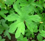 Petasites frigidus var palmatus 2.jpg