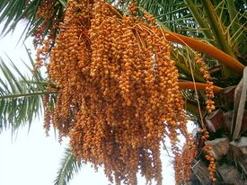 Phoenix canariensis (Barlovento) 05.jpg