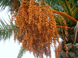 Phoenix canariensis (Barlovento) 05.jpg
