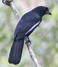 Platysmurus leucopterus 1.jpg
