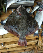 Psetta maeotica (upside).jpg