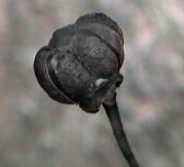 Spotted Wintergreen pod.JPG