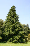 Tsuga heterophylla 'Pendula' JPG.jpg