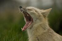 Yawning corsac fox.jpg