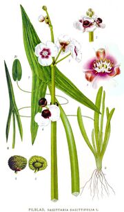 485 Sagittaria sagittifolia.jpg