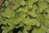 Apometzgeria pubescens (a, 144627-474745) 1904.JPG
