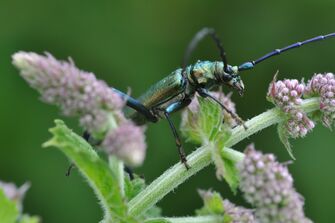 Aromia moschata 1a.JPG