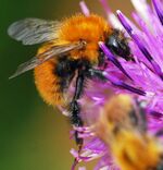 Bombus muscorum.jpg