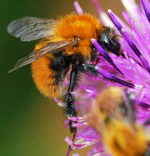 Bombus muscorum.jpg