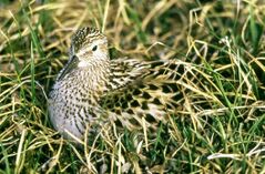 Calidris fuscicollis.jpg