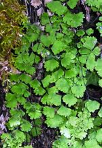 Capelvenere03(Parco dei Nebrodi).JPG