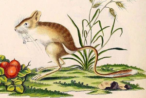 Dipus sagitta (cropped).jpg