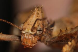 Extatosoma.tiaratum.female.face.jpg