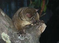 Garnett's Galago.jpg