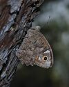 Hipparchia fatua sichaea female 1.JPG