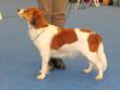 Kooikerhondje Koira 2013.JPG