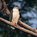 Leucopternis kuhli White-browed Hawk; Porto Velho, Rondônia, Brazil (cropped).jpg