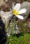 Lloydia serotina.jpg