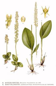 Malaxis paludosa Nordens Flora 417.jpg