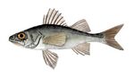 Percarina demidoffii1.jpg