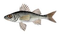 Percarina demidoffii1.jpg