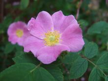 Rosa acicularis nipponensis flower.JPG