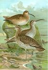 Slender-billed curlew (Naumann).jpg