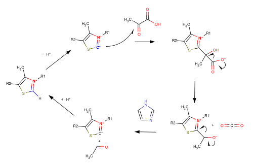 Thiazolium.Ilyde.Pyruvate.Decarboxylation.Catalysis.svg
