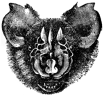 Triaenops persicus.png
